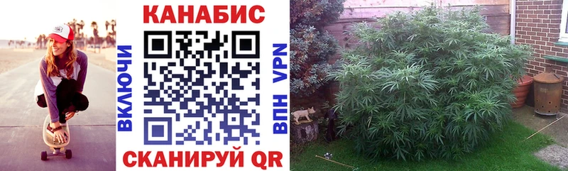 OMG зеркало Трубчевск Каннабис ГИДРОПОН